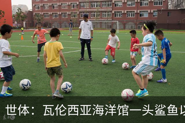 世体：瓦伦西亚海洋馆一头鲨鱼以费兰·托雷斯的名字命名